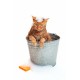 Pulizia e cura del gatto